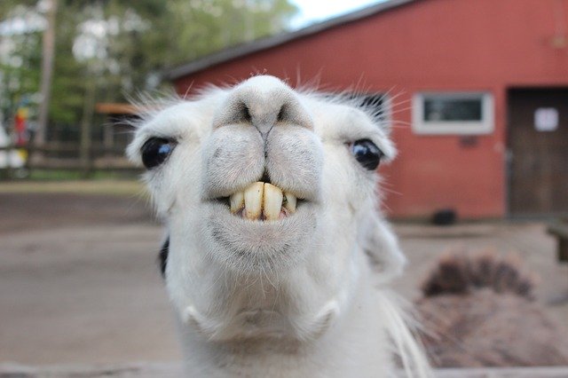 Бесплатно скачать голову животного ламы в перуанском зоопарке бесплатное изображение для редактирования с помощью бесплатного онлайн-редактора изображений GIMP