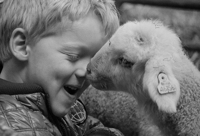 Download gratuito Modello di foto gratuito Lamb Child Sheep da modificare con l'editor di immagini online GIMP