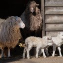 Lamb family  screen for extension Chrome web store in OffiDocs Chromium