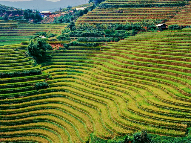 Scarica gratuitamente l'immagine gratuita di terrazze di riso per l'agricoltura del paesaggio da modificare con l'editor di immagini online gratuito GIMP
