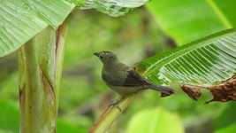 Free download Landscape Ave Bird -  free video to be edited with OpenShot online video editor