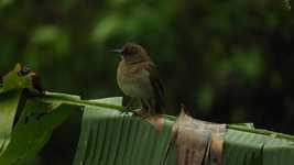 Free download Landscape Nature Bird -  free video to be edited with OpenShot online video editor
