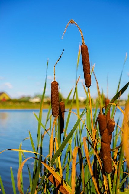 Téléchargement gratuit paysage nature lac roseau repos image gratuite à éditer avec l'éditeur d'images en ligne gratuit GIMP