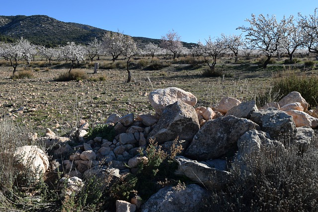 Free download landscape stones almond trees free picture to be edited with GIMP free online image editor