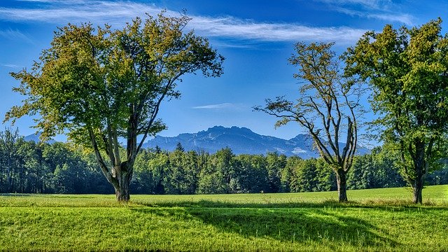 Scarica gratuitamente l'immagine gratuita di alberi di paesaggio, prato e foresta da modificare con l'editor di immagini online gratuito GIMP