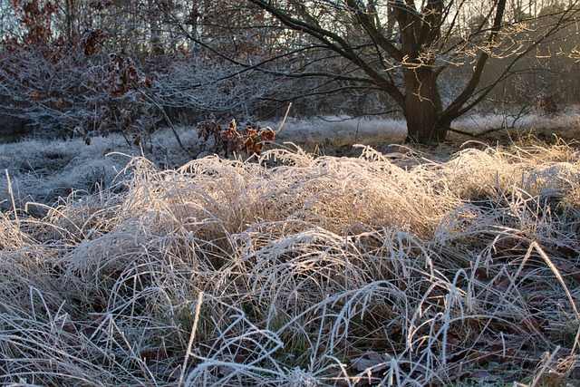 Free download landscape winter frost frozen free picture to be edited with GIMP free online image editor