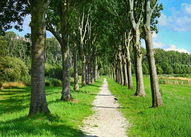 Free download lane path tree lined trees free picture to be edited with GIMP free online image editor