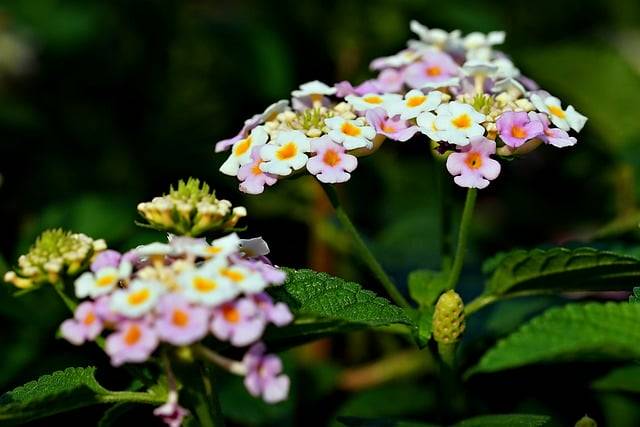 قم بتنزيل صورة بتلات زهور lantana مجانًا ليتم تحريرها باستخدام محرر الصور المجاني عبر الإنترنت من GIMP