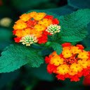 Lantana Flower Wallpaper  screen for extension Chrome web store in OffiDocs Chromium