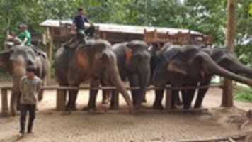 Free download Lao Elephants free photo or picture to be edited with GIMP online image editor