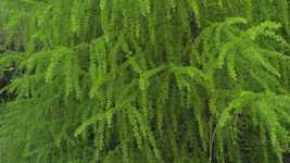 Free download Larch Tree Detail -  free video to be edited with OpenShot online video editor
