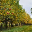 Large apple farm  screen for extension Chrome web store in OffiDocs Chromium