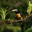 Large billed forest bird  screen for extension Chrome web store in OffiDocs Chromium