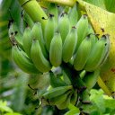 Large bunch of green bananas  screen for extension Chrome web store in OffiDocs Chromium