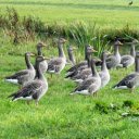 Large flock of geese on the grass field  screen for extension Chrome web store in OffiDocs Chromium