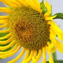 Large Flower  screen for extension Chrome web store in OffiDocs Chromium