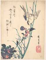 Free download Large-flowered Flat Bill and Sparrow free photo or picture to be edited with GIMP online image editor
