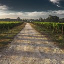 Large grape farm  screen for extension Chrome web store in OffiDocs Chromium
