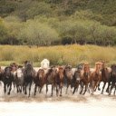 Large Herd of Horses  screen for extension Chrome web store in OffiDocs Chromium