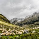 Large herd of sheep  screen for extension Chrome web store in OffiDocs Chromium