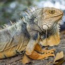 Large iguana  screen for extension Chrome web store in OffiDocs Chromium