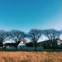 Large trees shed leaves and dry grass  screen for extension Chrome web store in OffiDocs Chromium