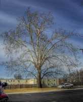 Free download Large White Tree free photo or picture to be edited with GIMP online image editor