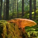 Large yellow mushroom  screen for extension Chrome web store in OffiDocs Chromium