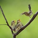lark wallpaper  screen for extension Chrome web store in OffiDocs Chromium