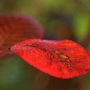 Late autumn leaves  screen for extension Chrome web store in OffiDocs Chromium