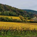 Late season vineyard  screen for extension Chrome web store in OffiDocs Chromium