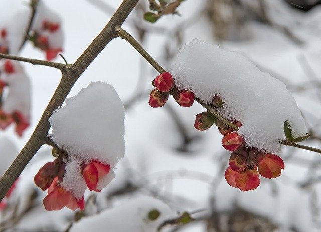 Téléchargement gratuit d'une image gratuite de fleurs de neige de printemps à la fin du printemps à modifier avec l'éditeur d'images en ligne gratuit GIMP