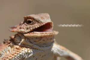 Free download Laughin Iguana free photo or picture to be edited with GIMP online image editor
