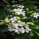 Laurel flower wallpaper  screen for extension Chrome web store in OffiDocs Chromium