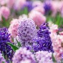 Lavender and Pink Blooms: A Serene Garden of Color  screen for extension Chrome web store in OffiDocs Chromium
