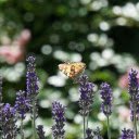 Lavender bean butterfly  screen for extension Chrome web store in OffiDocs Chromium