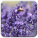 Lavender Blossom  screen for extension Chrome web store in OffiDocs Chromium