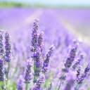 Lavender field  screen for extension Chrome web store in OffiDocs Chromium