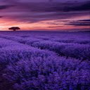Lavender field wallpaper  screen for extension Chrome web store in OffiDocs Chromium