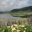 Lavender Flowers by a Lakeside  screen for extension Chrome web store in OffiDocs Chromium