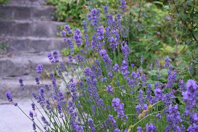 Free download lavender garden lila flowers bi free picture to be edited with GIMP free online image editor