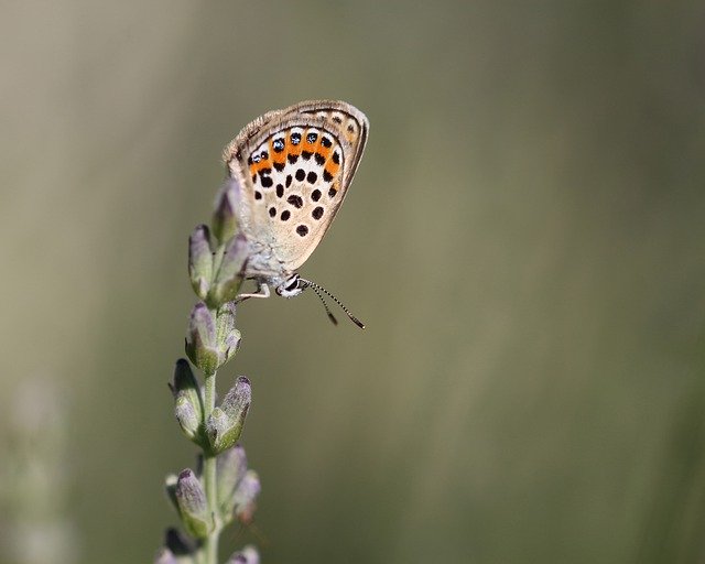 دانلود رایگان عکس پروانه تابستانی طبیعت اسطوخودوس برای ویرایش با ویرایشگر تصویر آنلاین رایگان GIMP