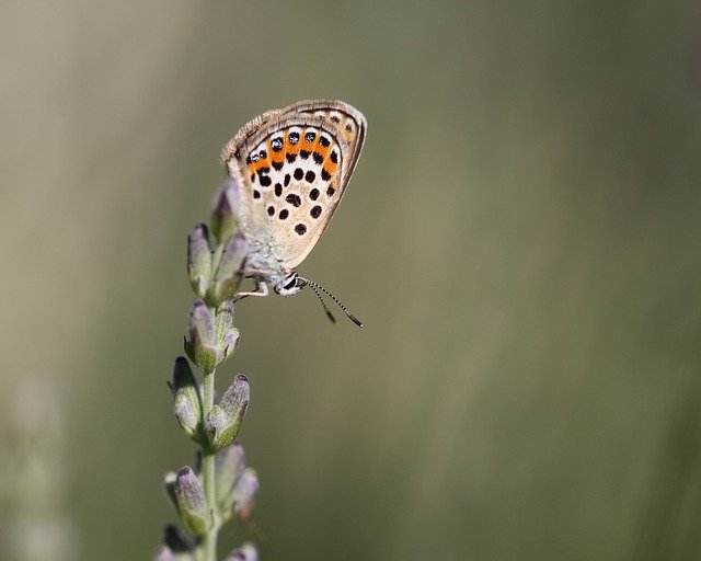 Free download lavender nature summer butterfly free picture to be edited with GIMP free online image editor