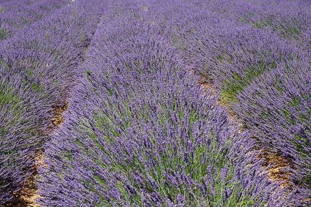 Descarga gratuita lavanda provence lavandin francia imagen gratis para editar con GIMP editor de imágenes en línea gratuito