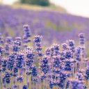 LAVENDER Theme  screen for extension Chrome web store in OffiDocs Chromium