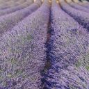 LAVENDER Theme  screen for extension Chrome web store in OffiDocs Chromium