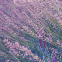 Lavender Theme  screen for extension Chrome web store in OffiDocs Chromium