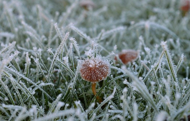 Free download lawn frozen winter frost grass free picture to be edited with GIMP free online image editor