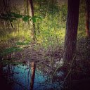 Layered jungle  screen for extension Chrome web store in OffiDocs Chromium