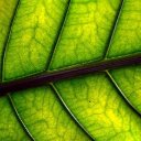 LEAF 2 Theme  screen for extension Chrome web store in OffiDocs Chromium